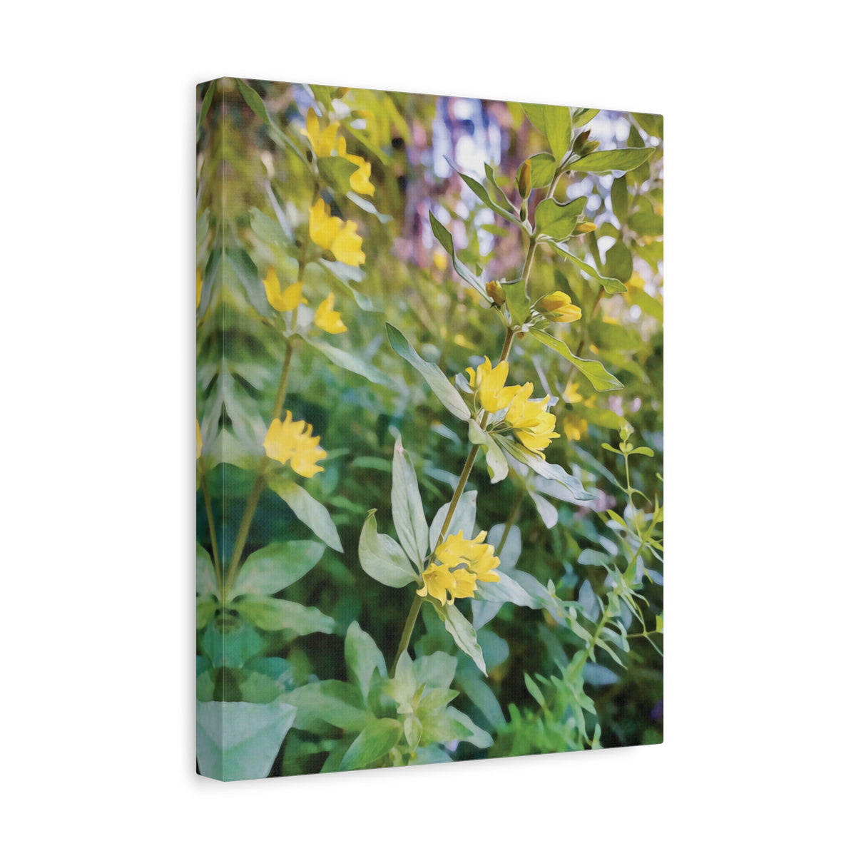 Stretched Matte Canvas - Flower of Lysimachia