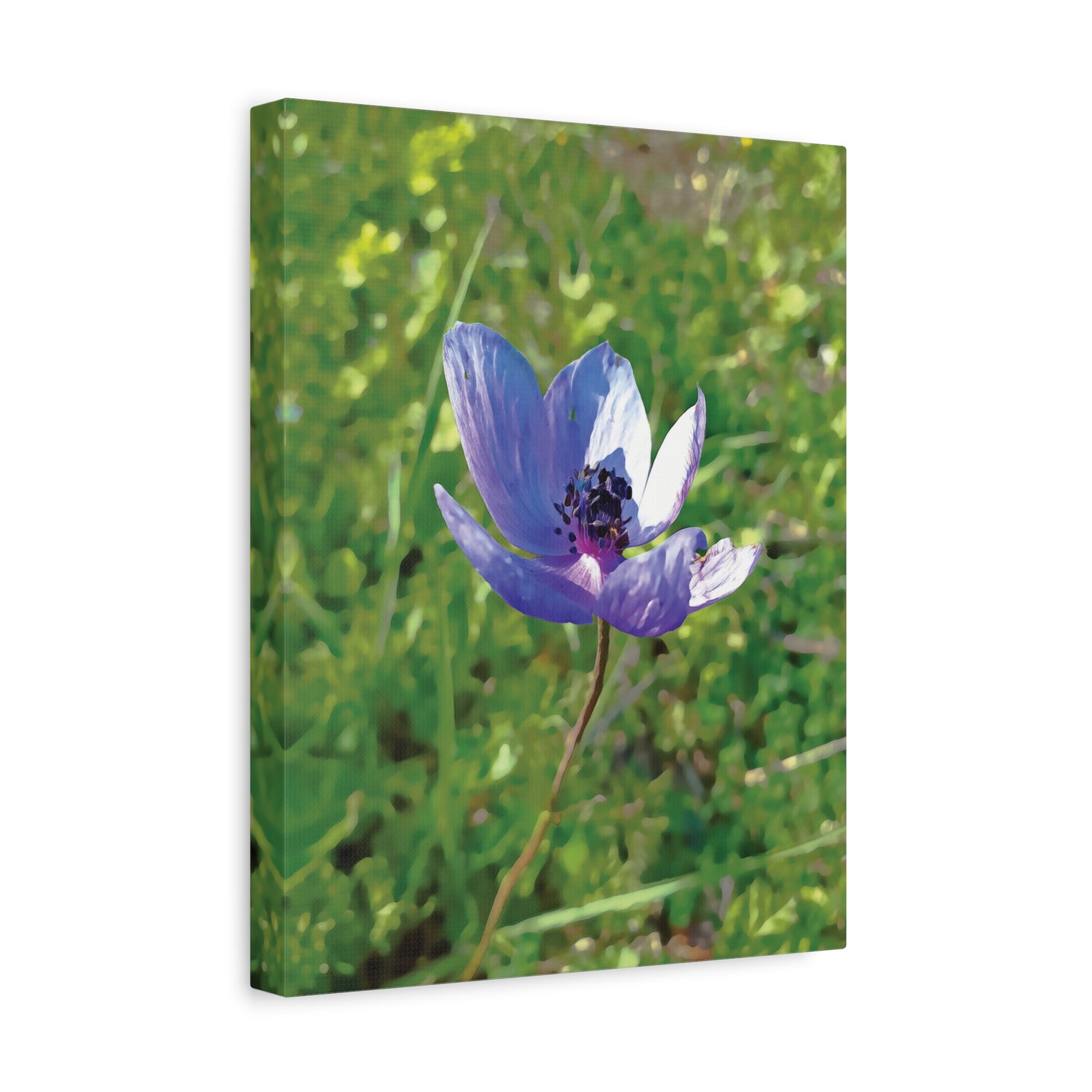 Stretched Matte Canvas - Flower of Anemone