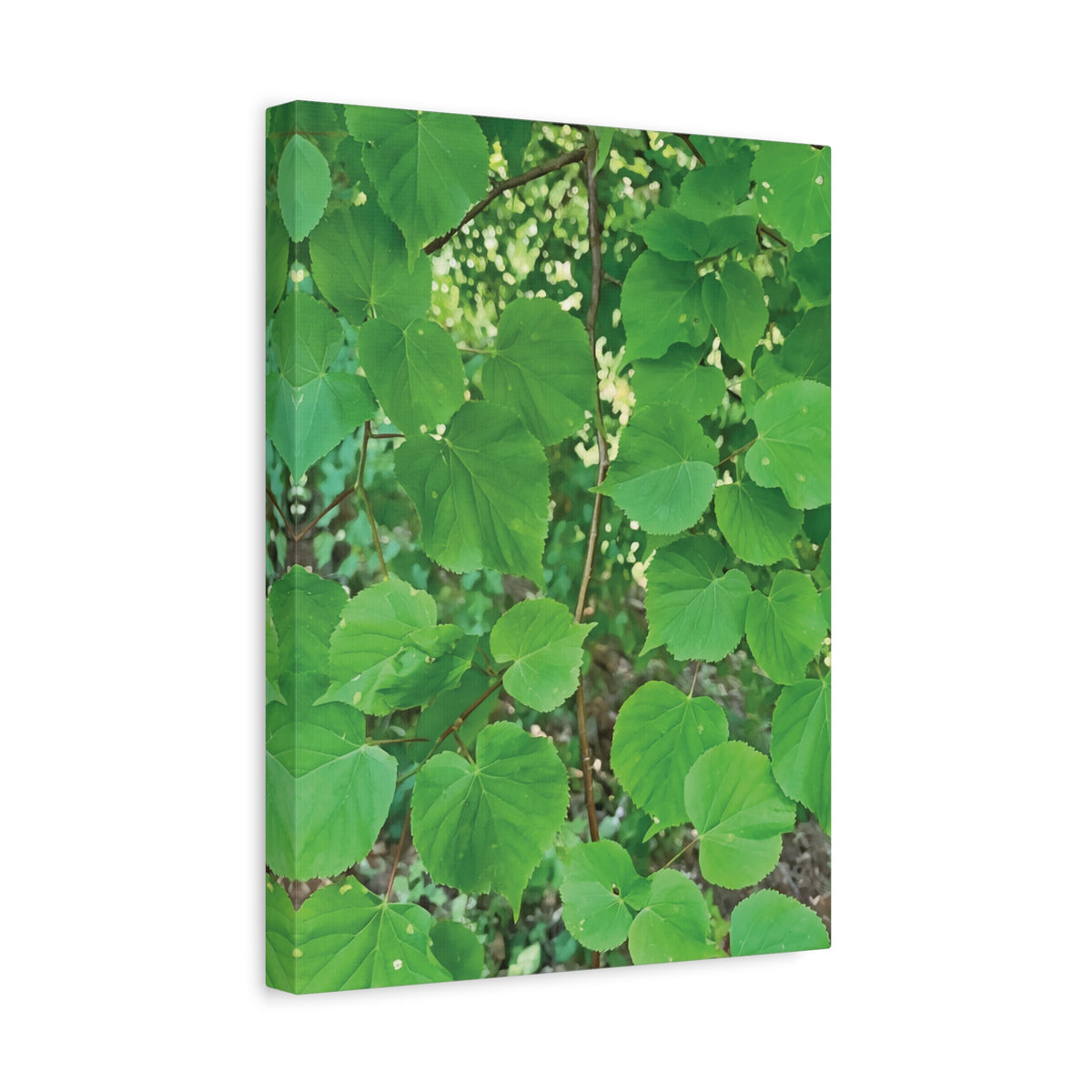 Stretched Matte Canvas - Tilia Tree Leaves