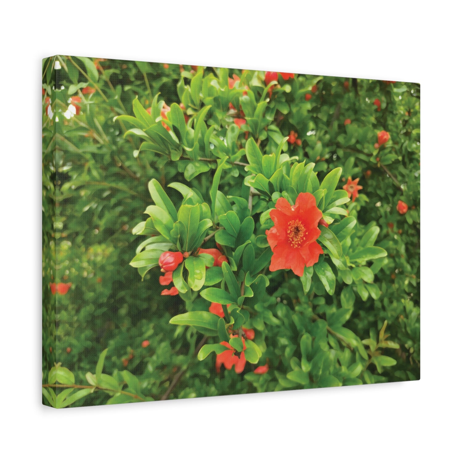 Stretched Matte Canvas - Flower of Melograno (Punica Granatum)