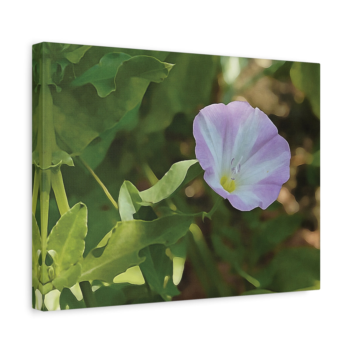 Stretched Matte Canvas - Flower of Convolvulus Arvensis/Vilucchio