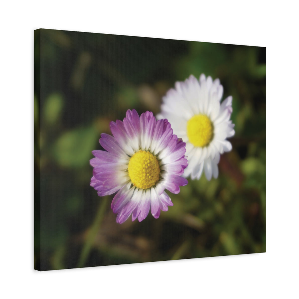 Stretched Matte Canvas - Flower of Daisies