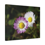 Stretched Matte Canvas - Flower of Daisies