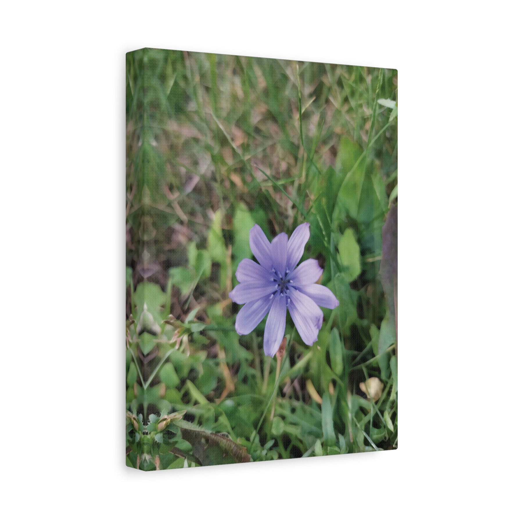 Stretched Matte Canvas - Flower of Cicoria