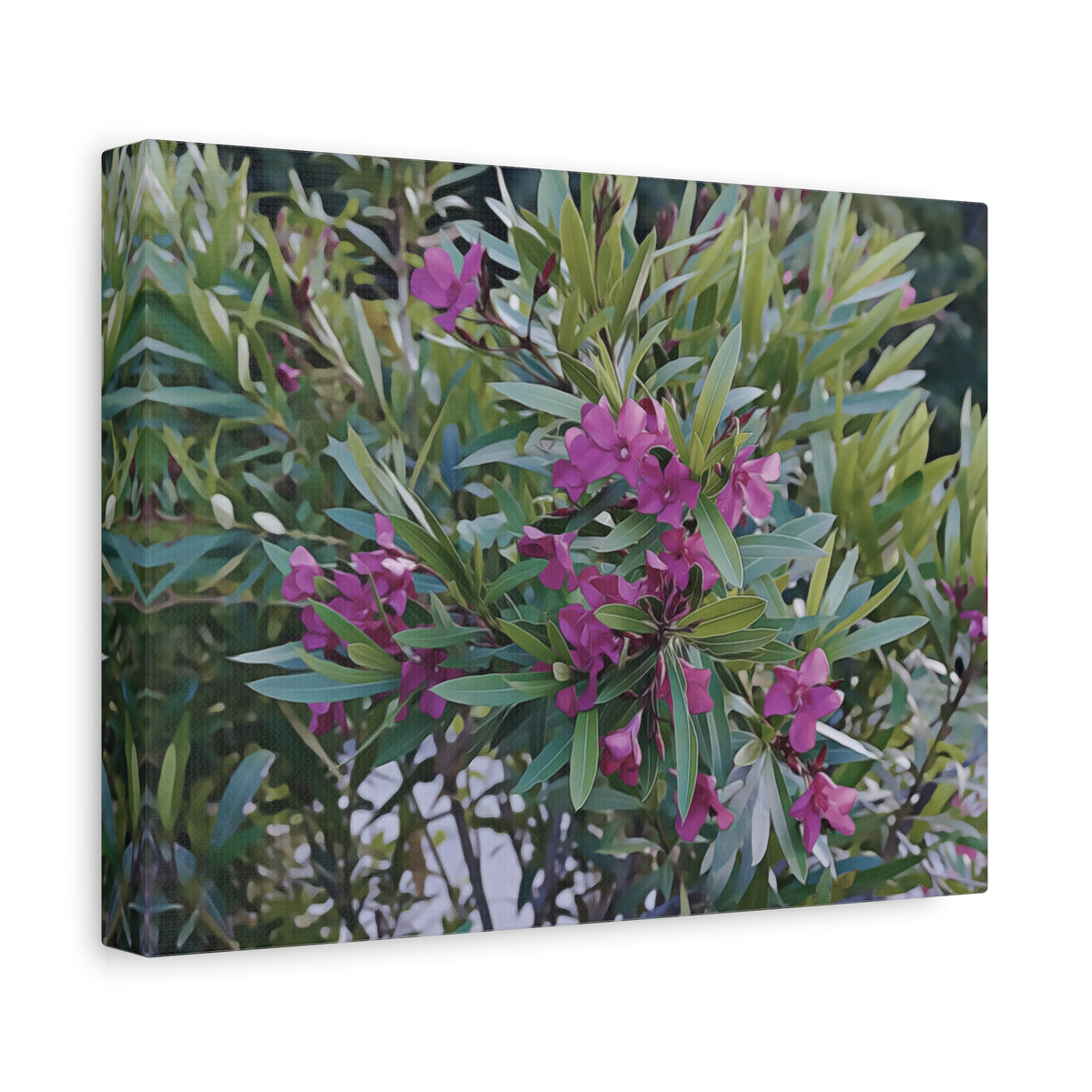 Stretched Matte Canvas - Flower of Oleander