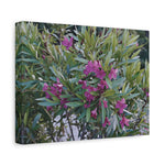 Stretched Matte Canvas - Flower of Oleander