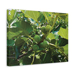 Stretched Matte Canvas - Fig's Plant