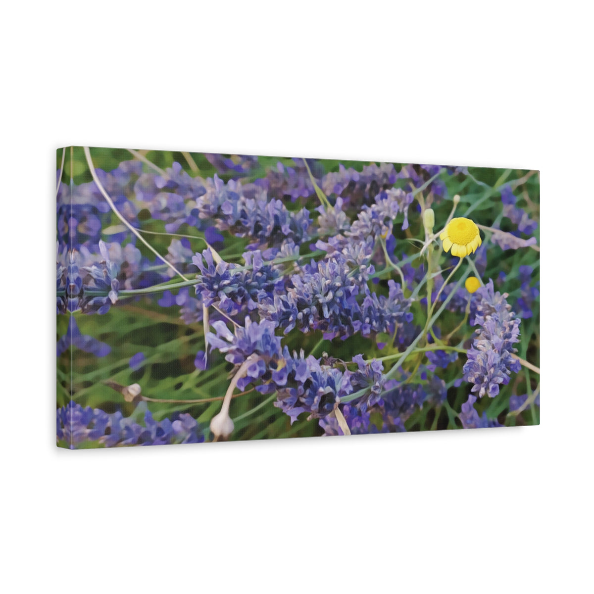 Stretched Matte Canvas - Flower of Lavender and Chamomile