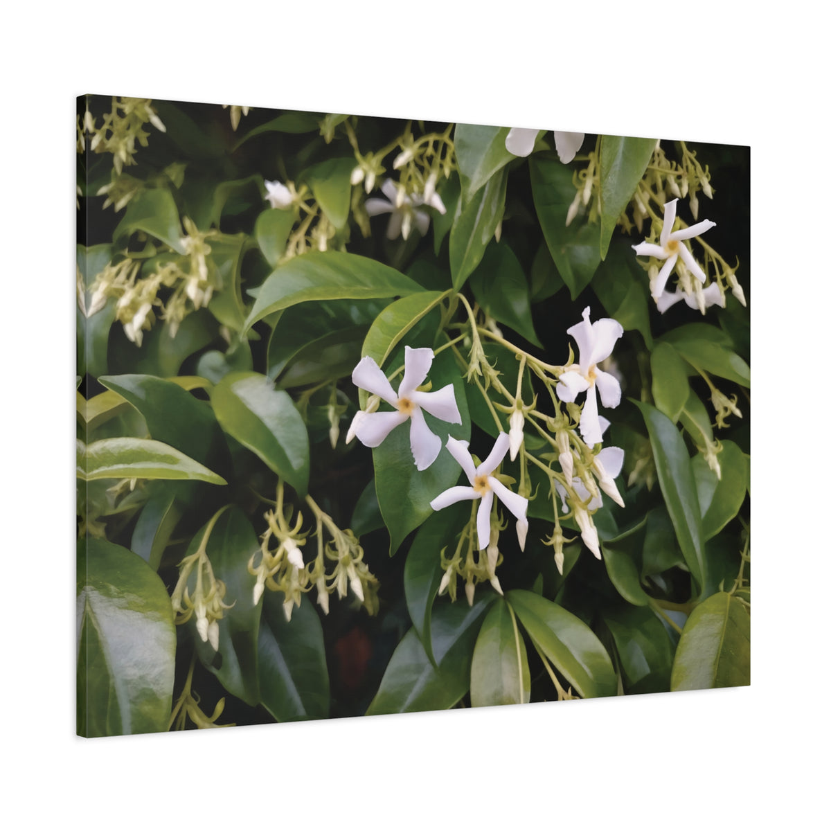 Stretched Matte Canvas - Flower of Gelsomino