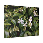 Stretched Matte Canvas - Flower of Gelsomino