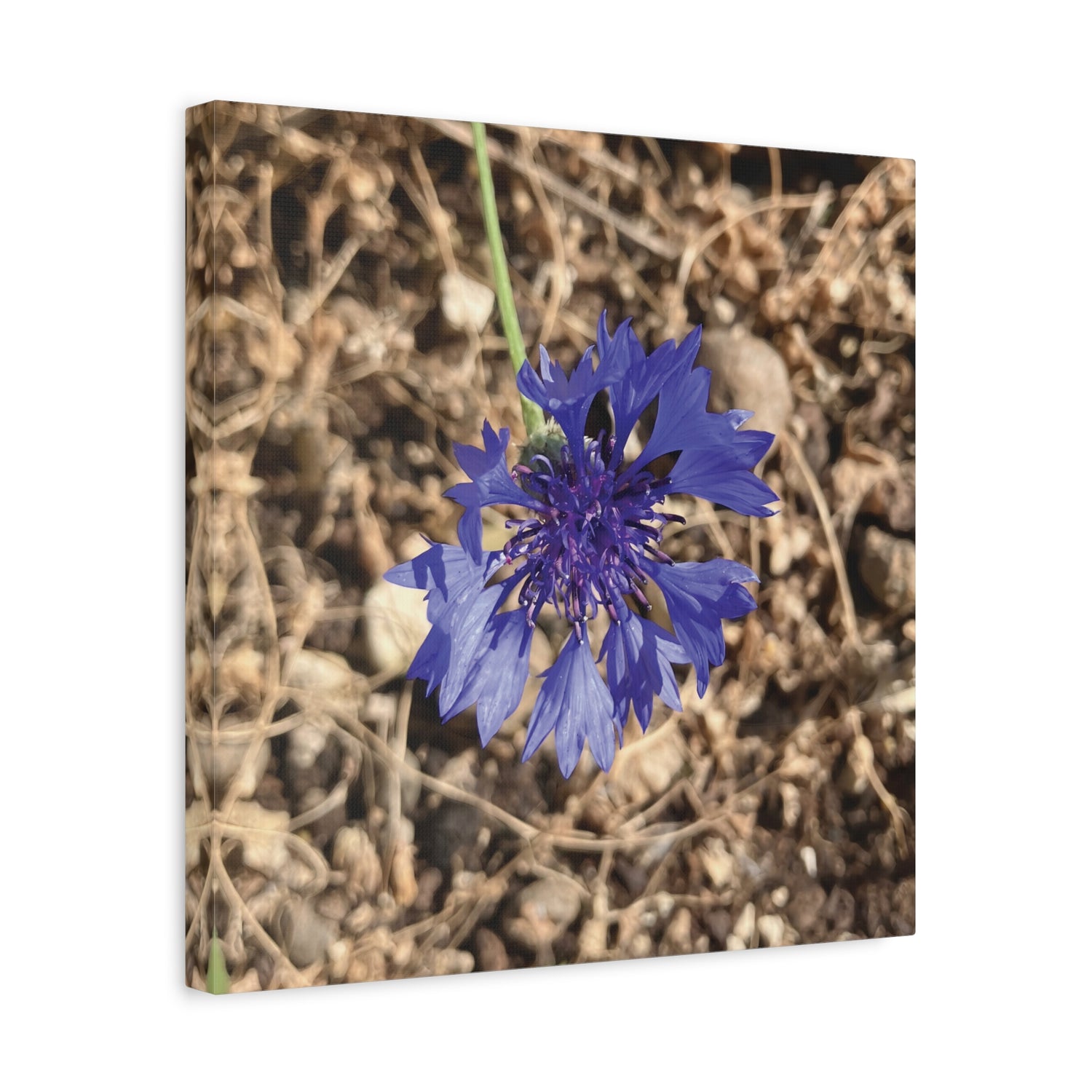 Stretched Matte Canvas - Flower of Fiordaliso (Centaurea Cyanus)