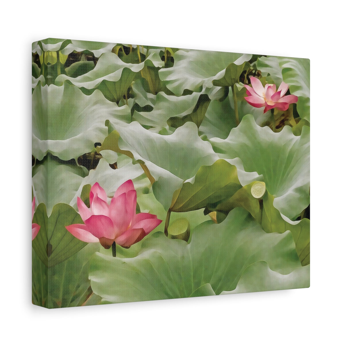 Stretched Matte Canvas - Flower of Lotus