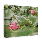Stretched Matte Canvas - Flower of Lotus