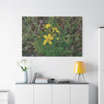 Stretched Matte Canvas - Flower of Hypericum Perforatum