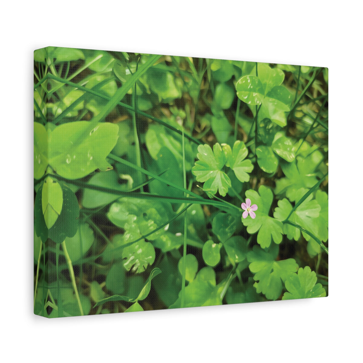 Stretched Matte Canvas - Flower of Geranium Lucidum