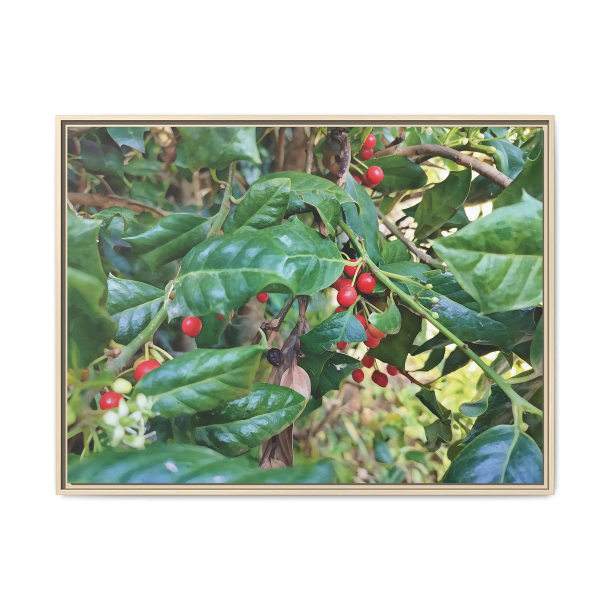 Ilex Aquifolium | Framed Canvas