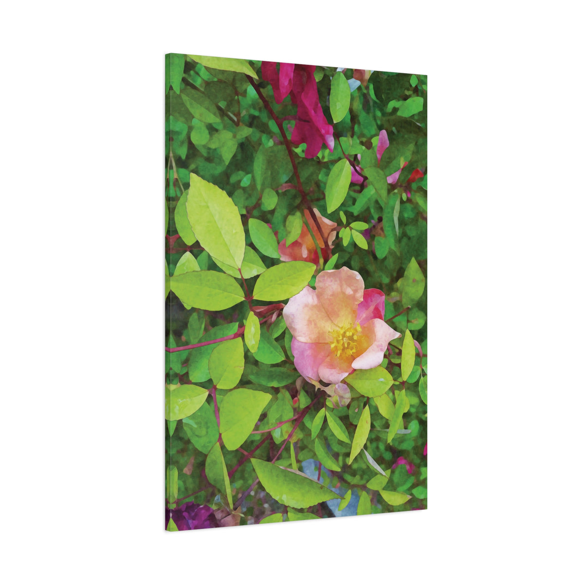 Stretched Matte Canvas - Flower of Rose