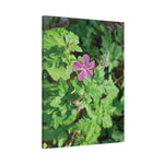Stretched Matte Canvas - Flower of Geranium Robertianum