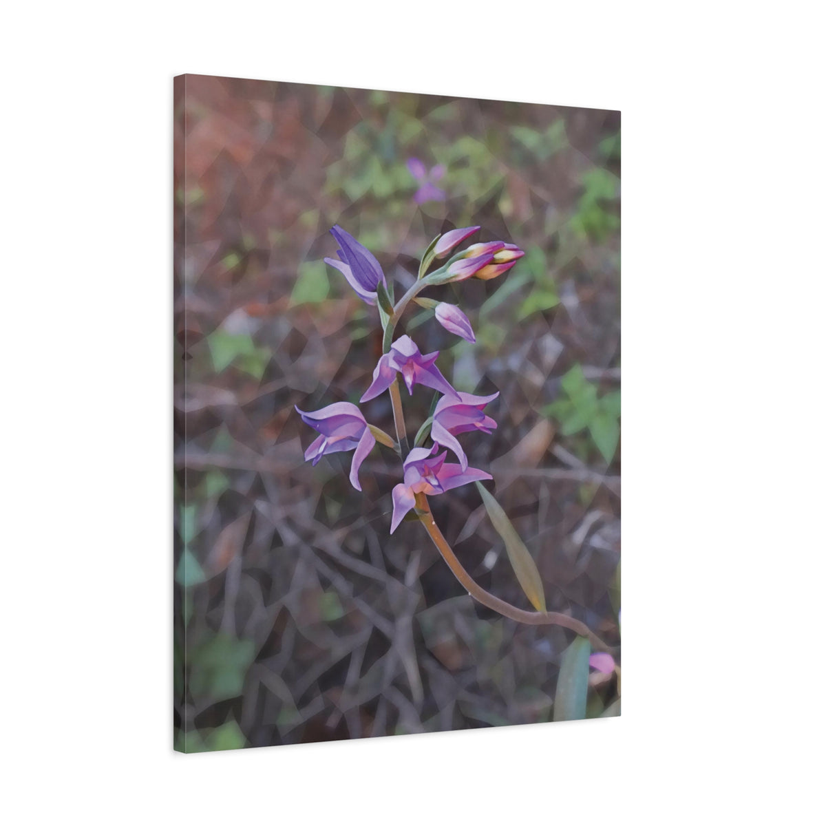 Stretched Matte Canvas - Poly Art - Flower of Cephalanthera Rubra