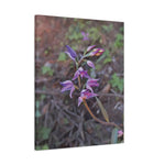Stretched Matte Canvas - Poly Art - Flower of Cephalanthera Rubra