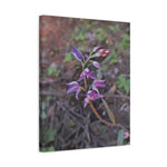 Stretched Matte Canvas - Poly Art - Flower of Cephalanthera Rubra