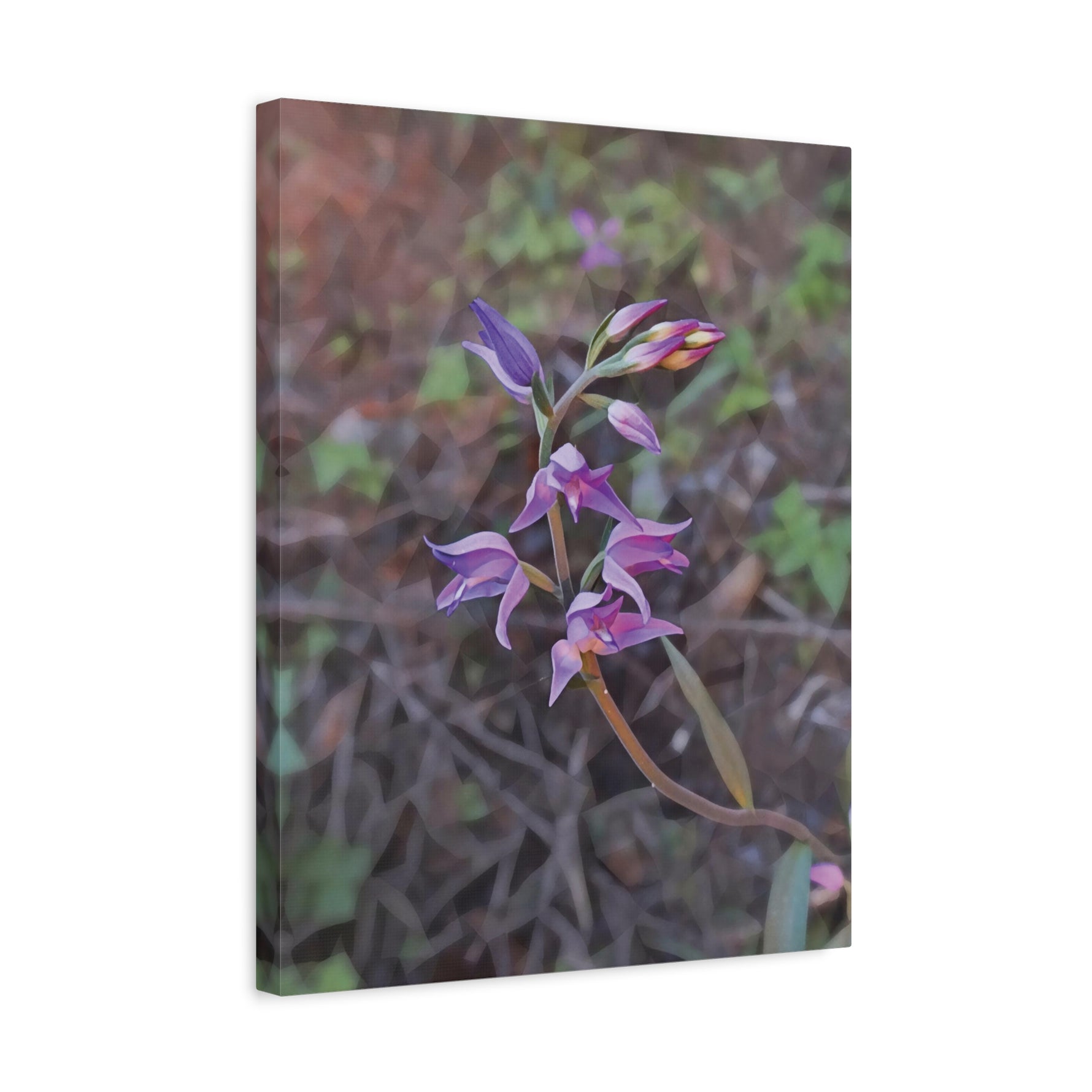 Stretched Matte Canvas - Poly Art - Flower of Cephalanthera Rubra