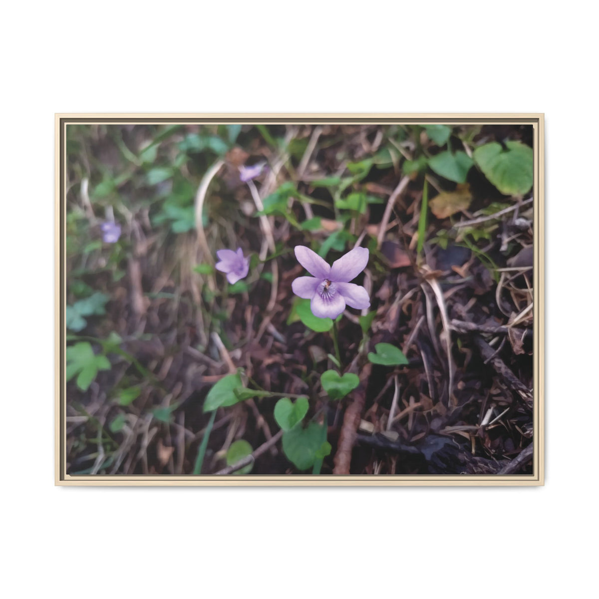 Violet Blossom | Framed Canvas