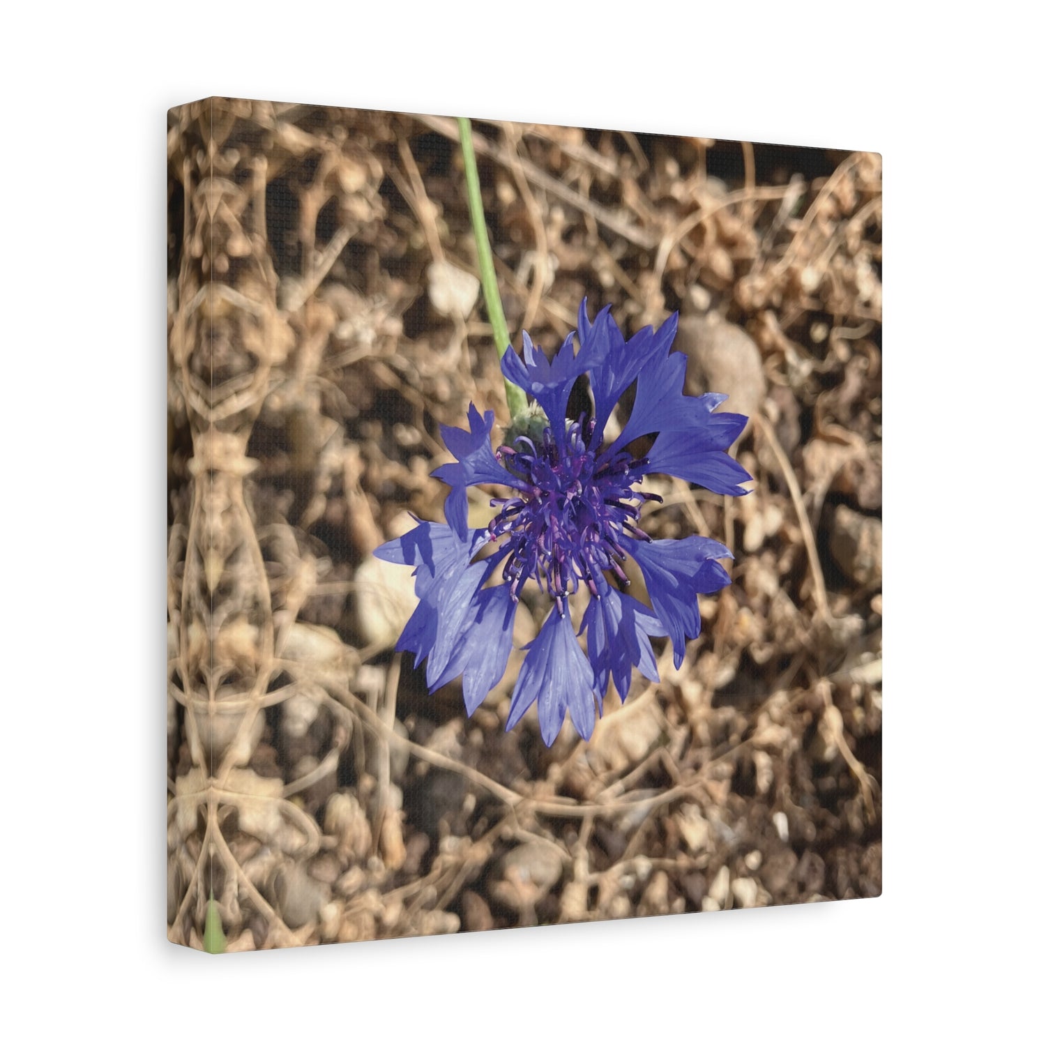 Stretched Matte Canvas - Flower of Fiordaliso (Centaurea Cyanus)