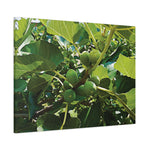 Stretched Matte Canvas - Fig's Plant