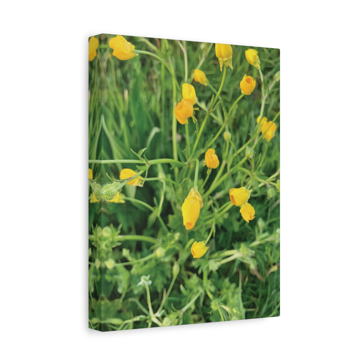 Stretched Matte Canvas - Flower of Ranunculus Acris