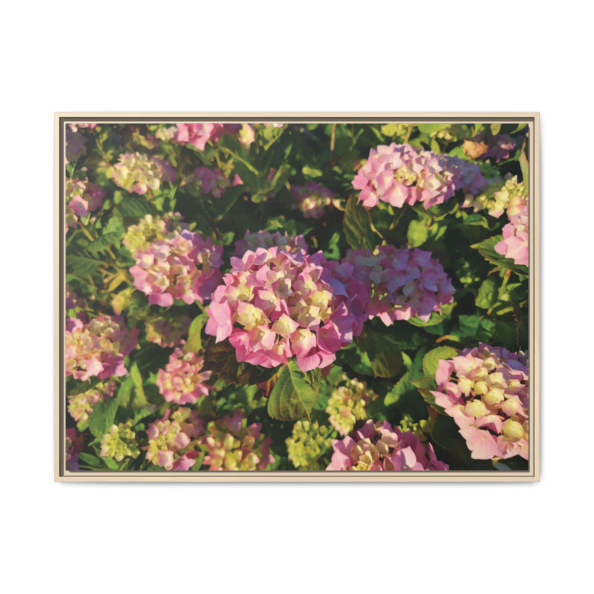 Hydrangea (Pink & Yellow) | Framed Canvas
