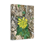 Stretched Matte Canvas - Flower of Sinapis Arvensis