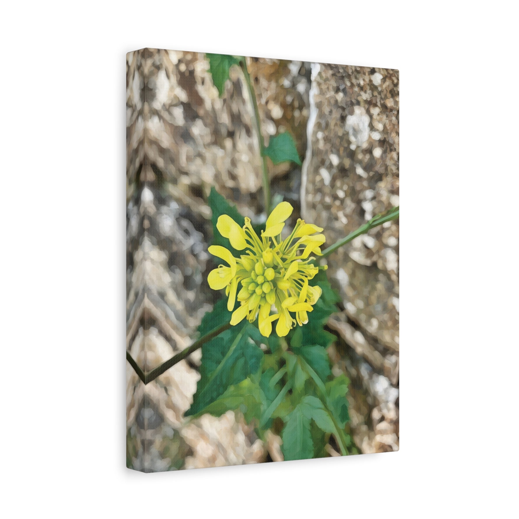 Stretched Matte Canvas - Flower of Sinapis Arvensis