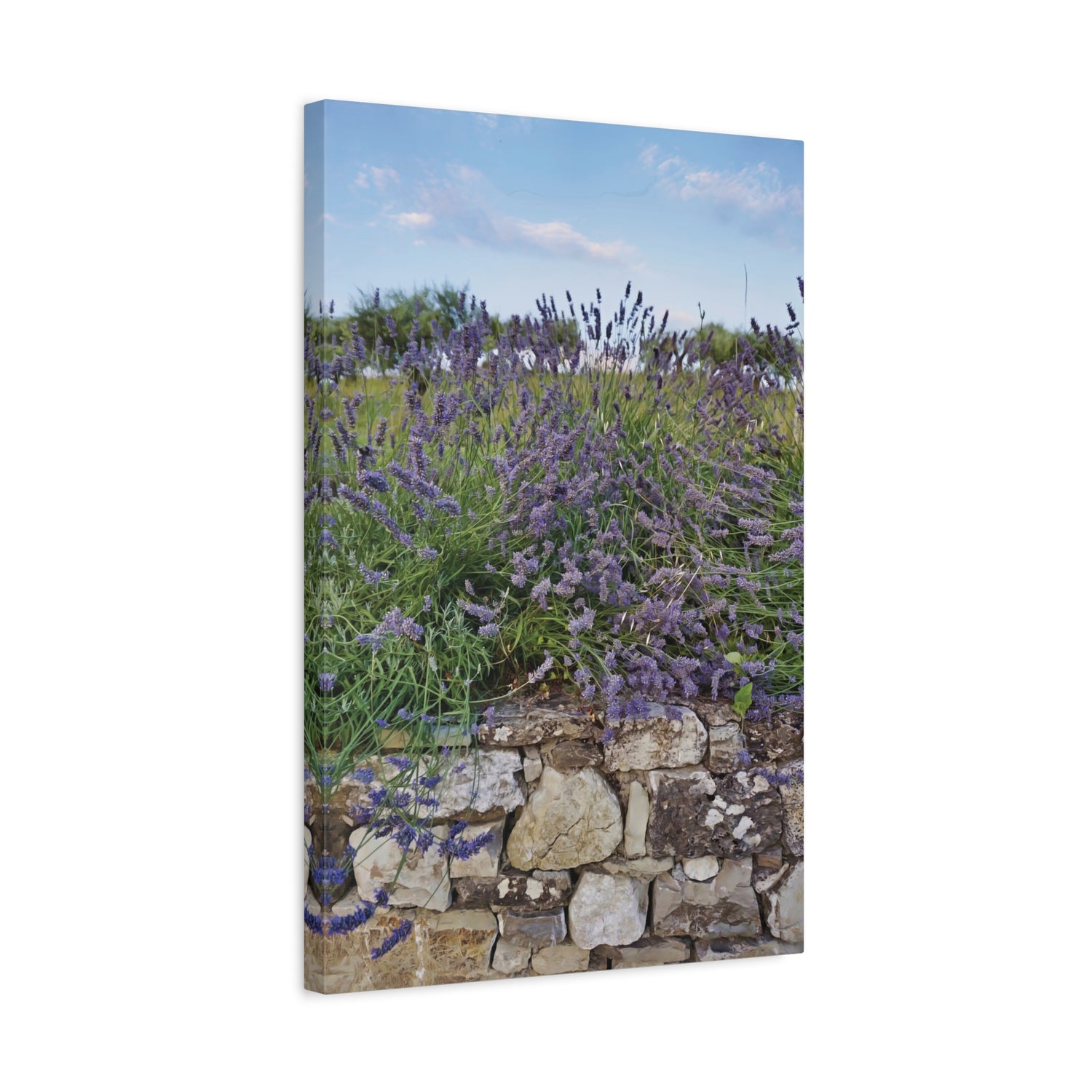 Stretched Matte Canvas - Flower of Lavender (Variant 2)