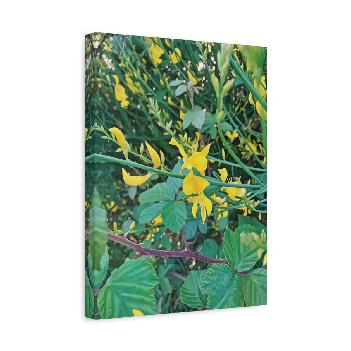 Stretched Matte Canvas - Flower of Spartium Junceum