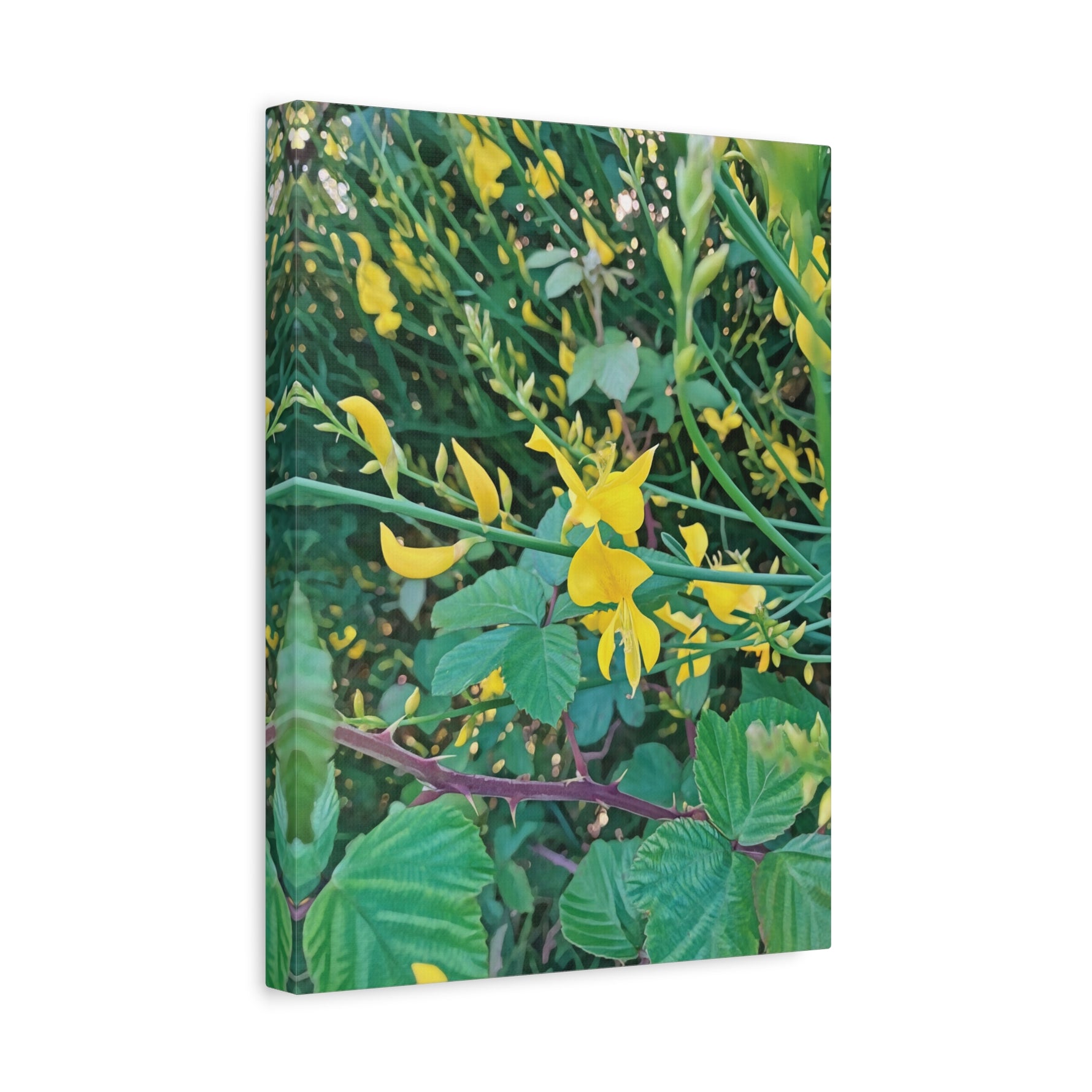 Stretched Matte Canvas - Flower of Spartium Junceum