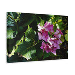 Stretched Matte Canvas - Flower of Ortensia/Hydrangea Macrophylla
