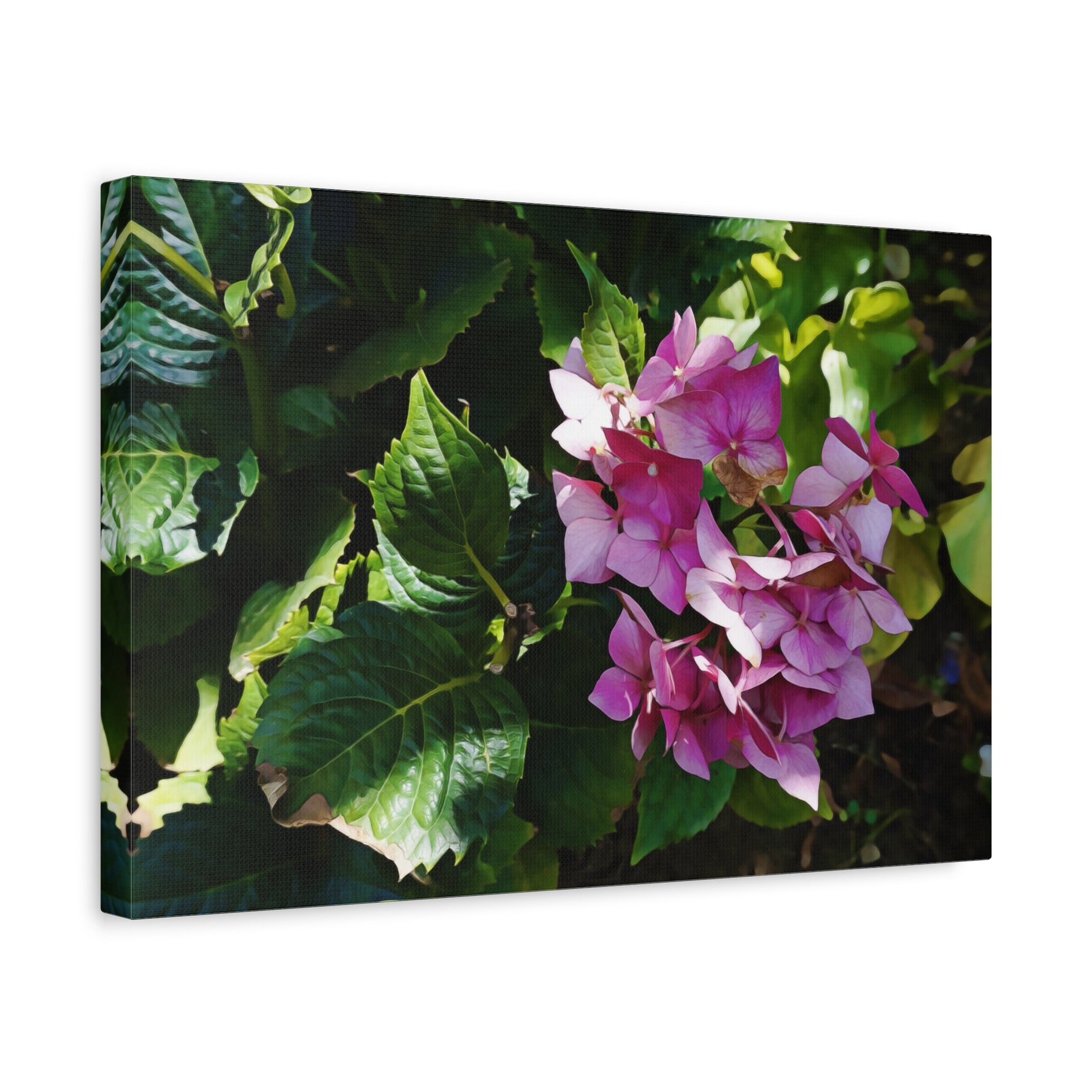 Stretched Matte Canvas - Flower of Ortensia/Hydrangea Macrophylla