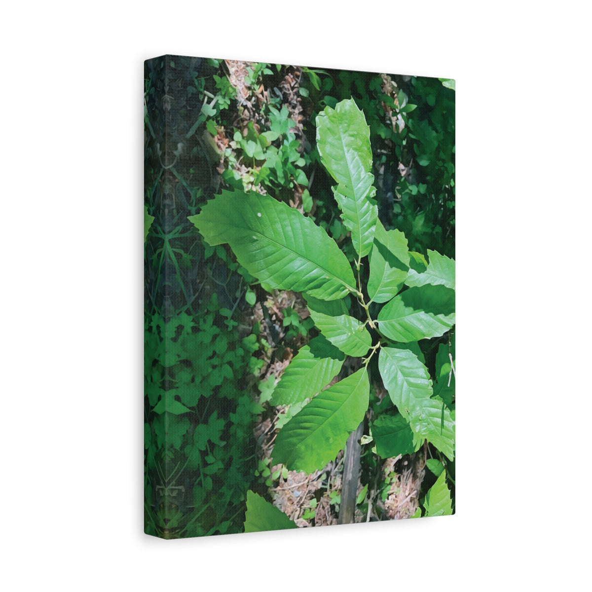 Stretched Matte Canvas - Castanea Tree Leaves