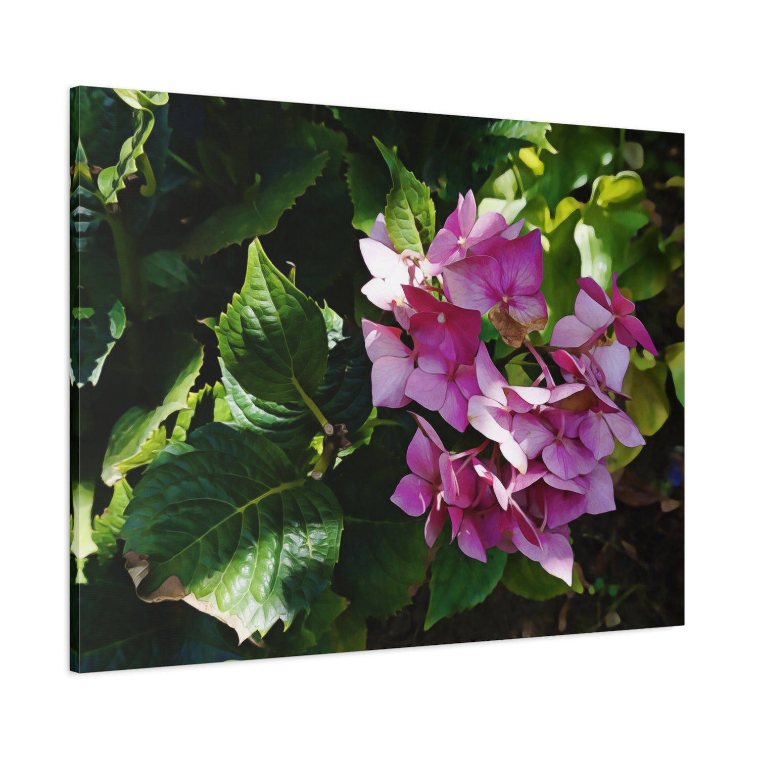 Stretched Matte Canvas - Flower of Ortensia/Hydrangea Macrophylla
