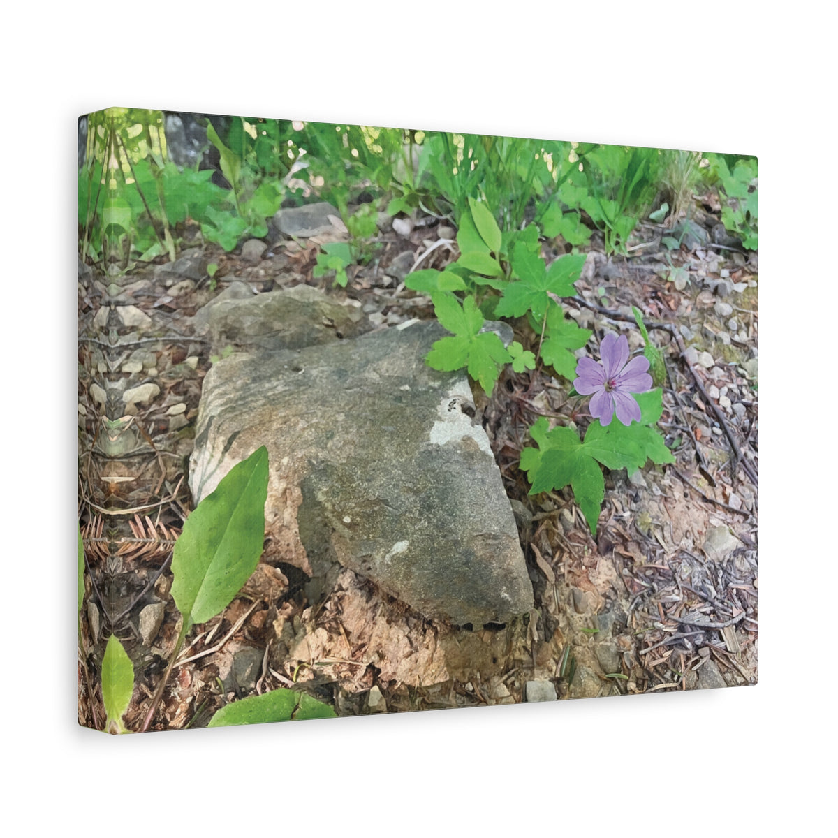 Stretched Matte Canvas - Flower of Geranium Nodosum