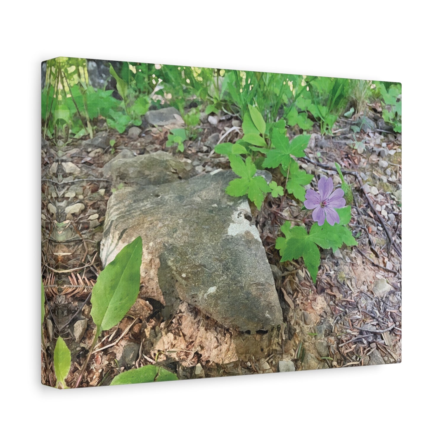 Stretched Matte Canvas - Flower of Geranium Nodosum