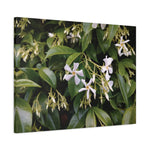 Stretched Matte Canvas - Flower of Gelsomino