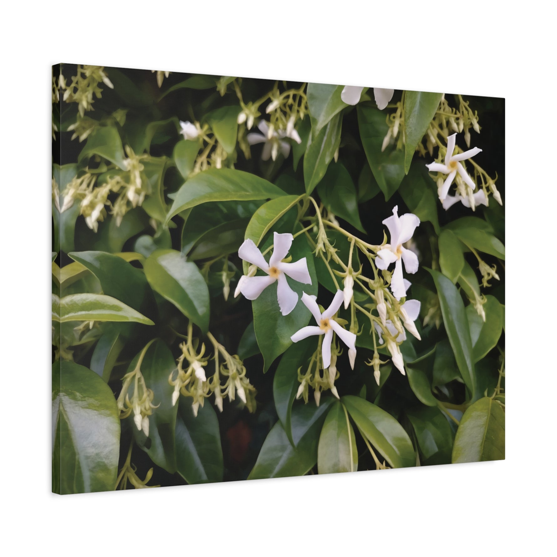 Stretched Matte Canvas - Flower of Gelsomino
