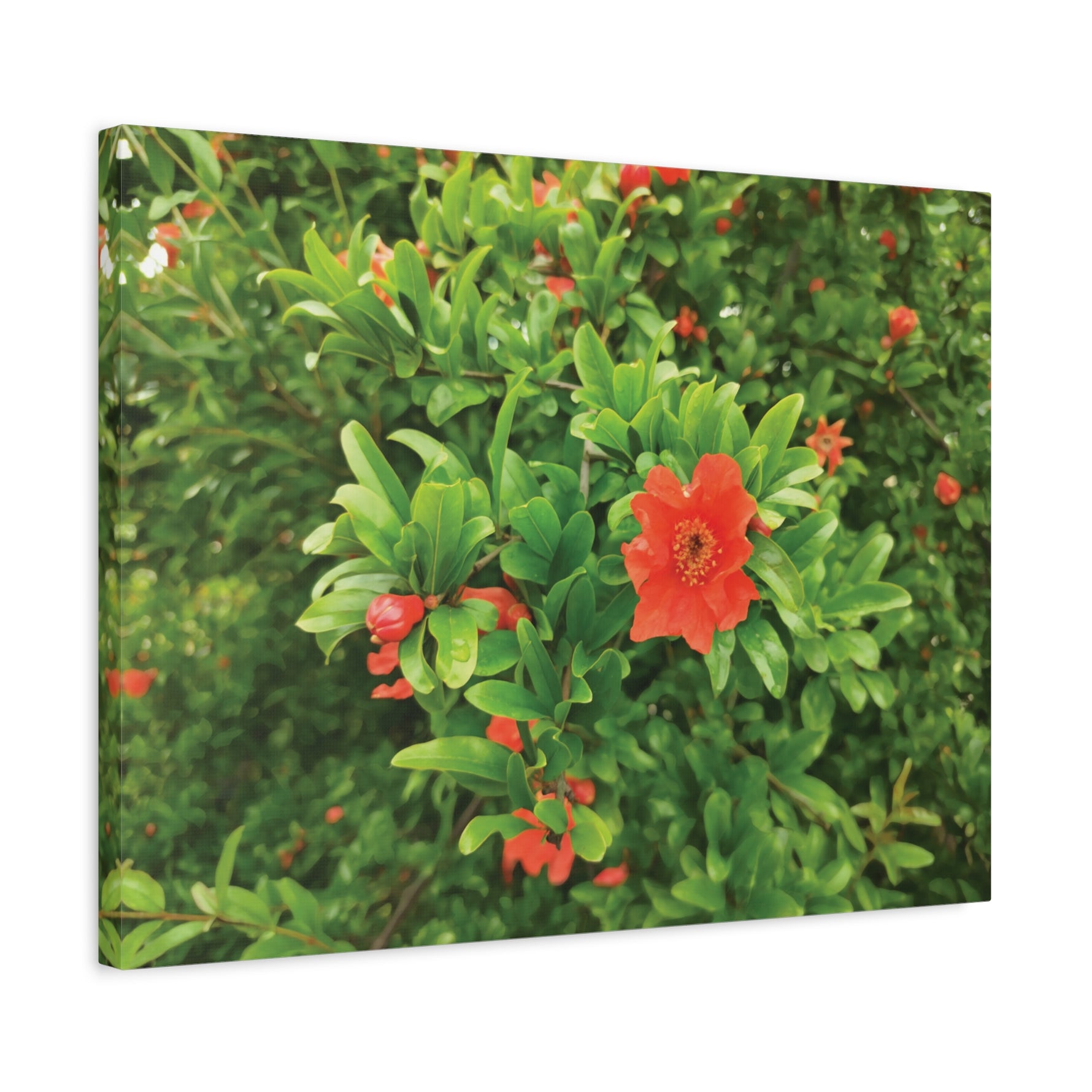 Stretched Matte Canvas - Flower of Melograno (Punica Granatum)
