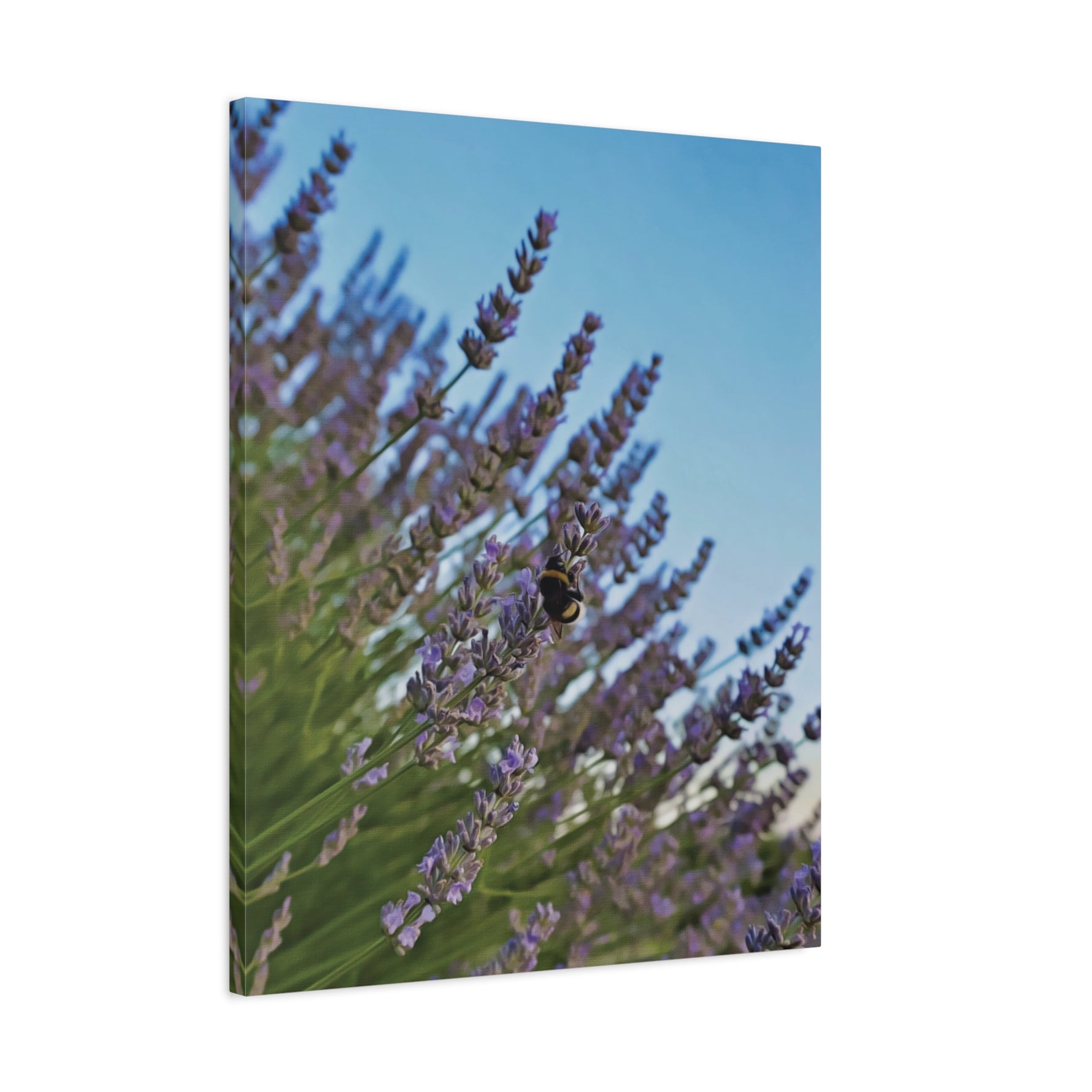 Stretched Matte Canvas - Flower of Lavender with Bombus Insect (Variant 1)