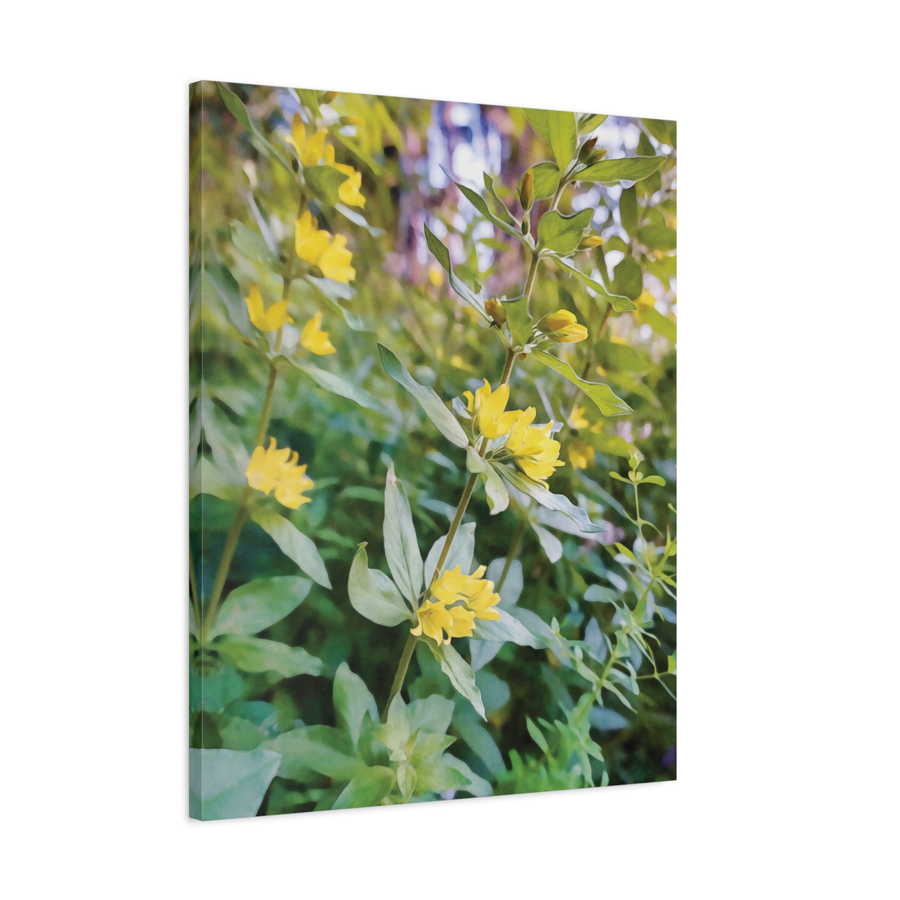 Stretched Matte Canvas - Flower of Lysimachia
