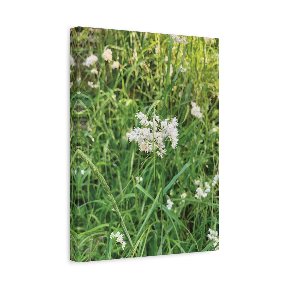 Stretched Matte Canvas - Flower of Luzula Nivea