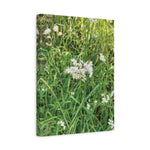 Stretched Matte Canvas - Flower of Luzula Nivea
