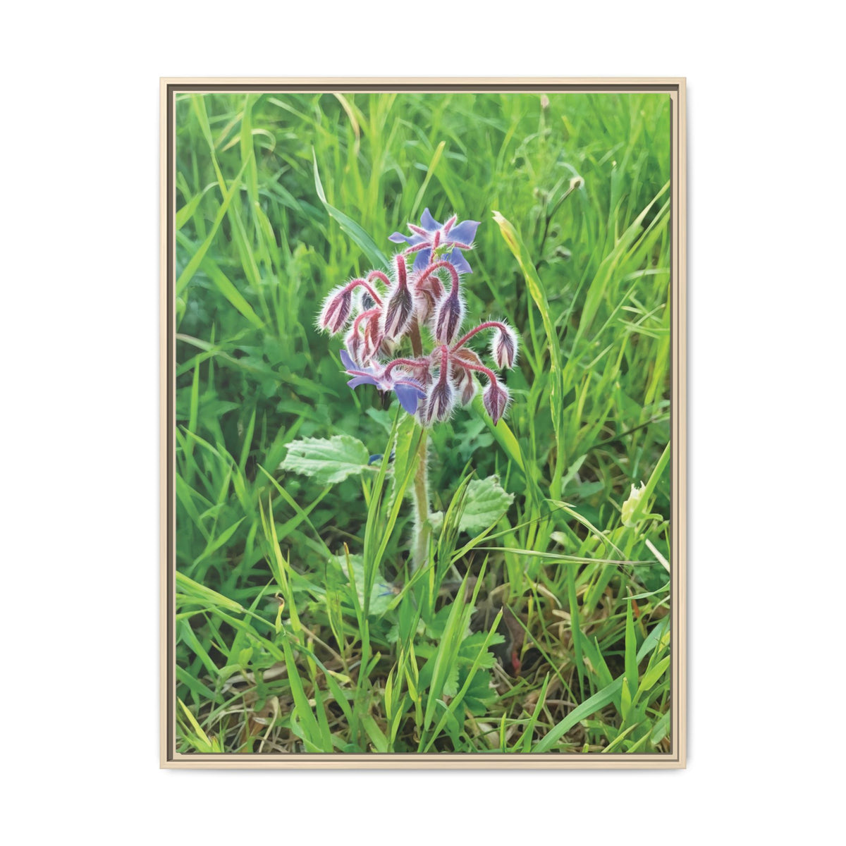 Borragine (Borago officinalis) | Framed Canvas
